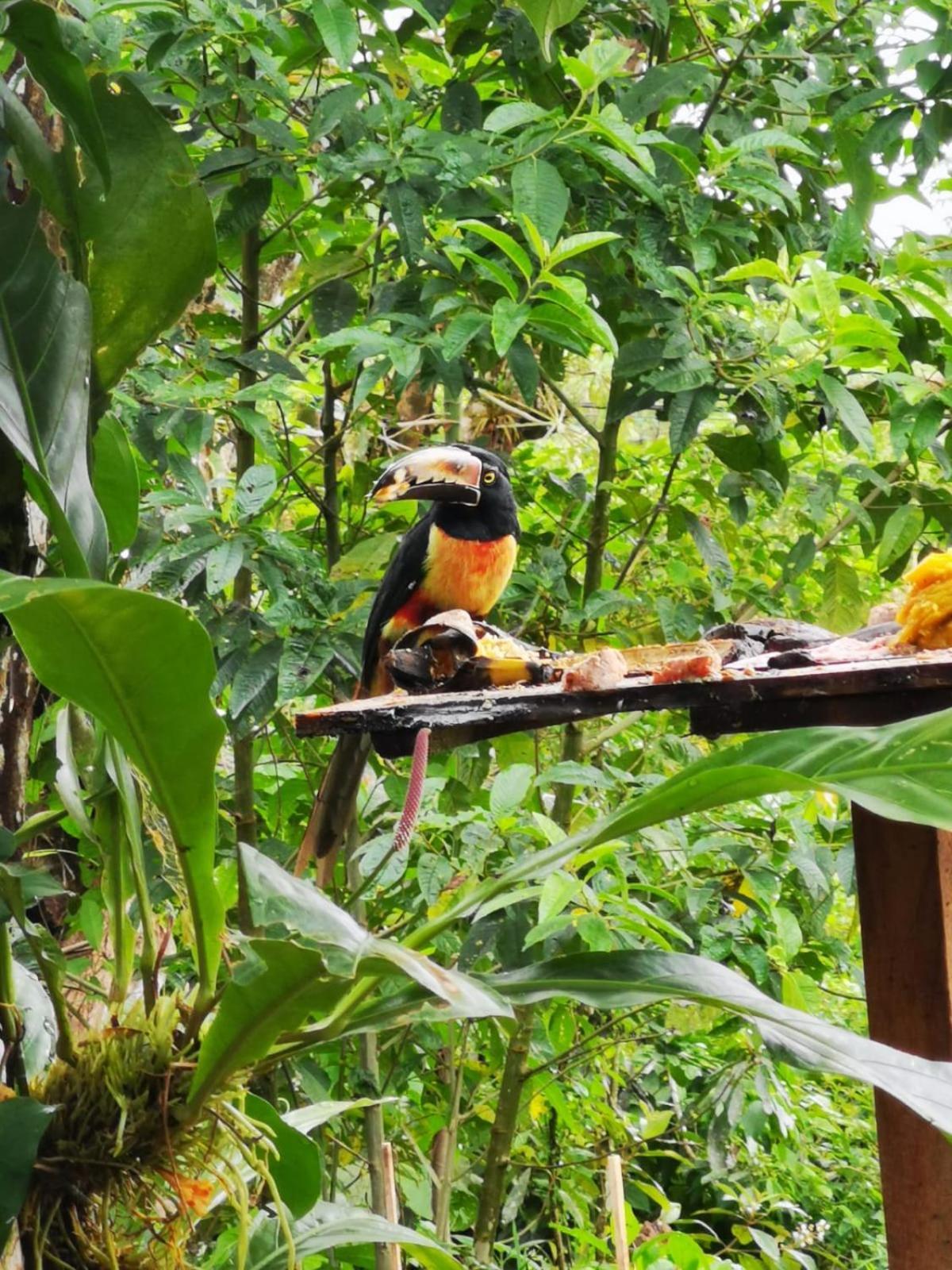 Сasa de vacaciones Papaya El Achiote