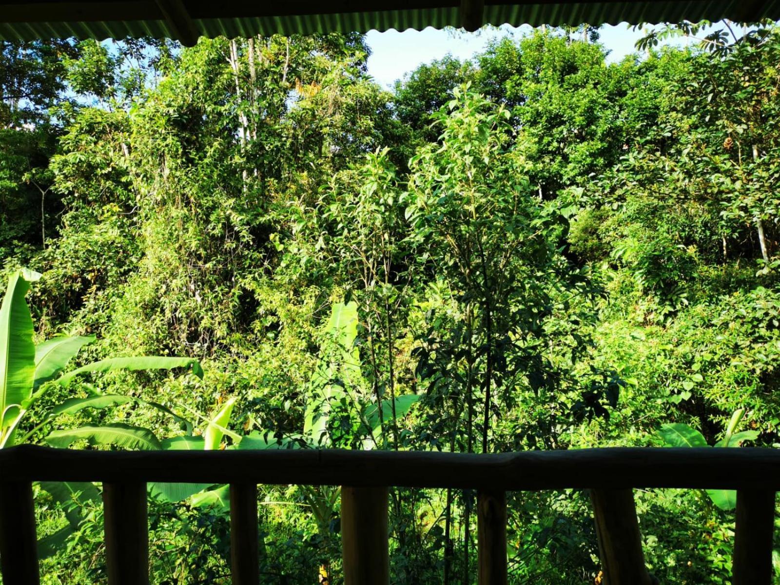 Papaya Сasa de vacaciones El Achiote
