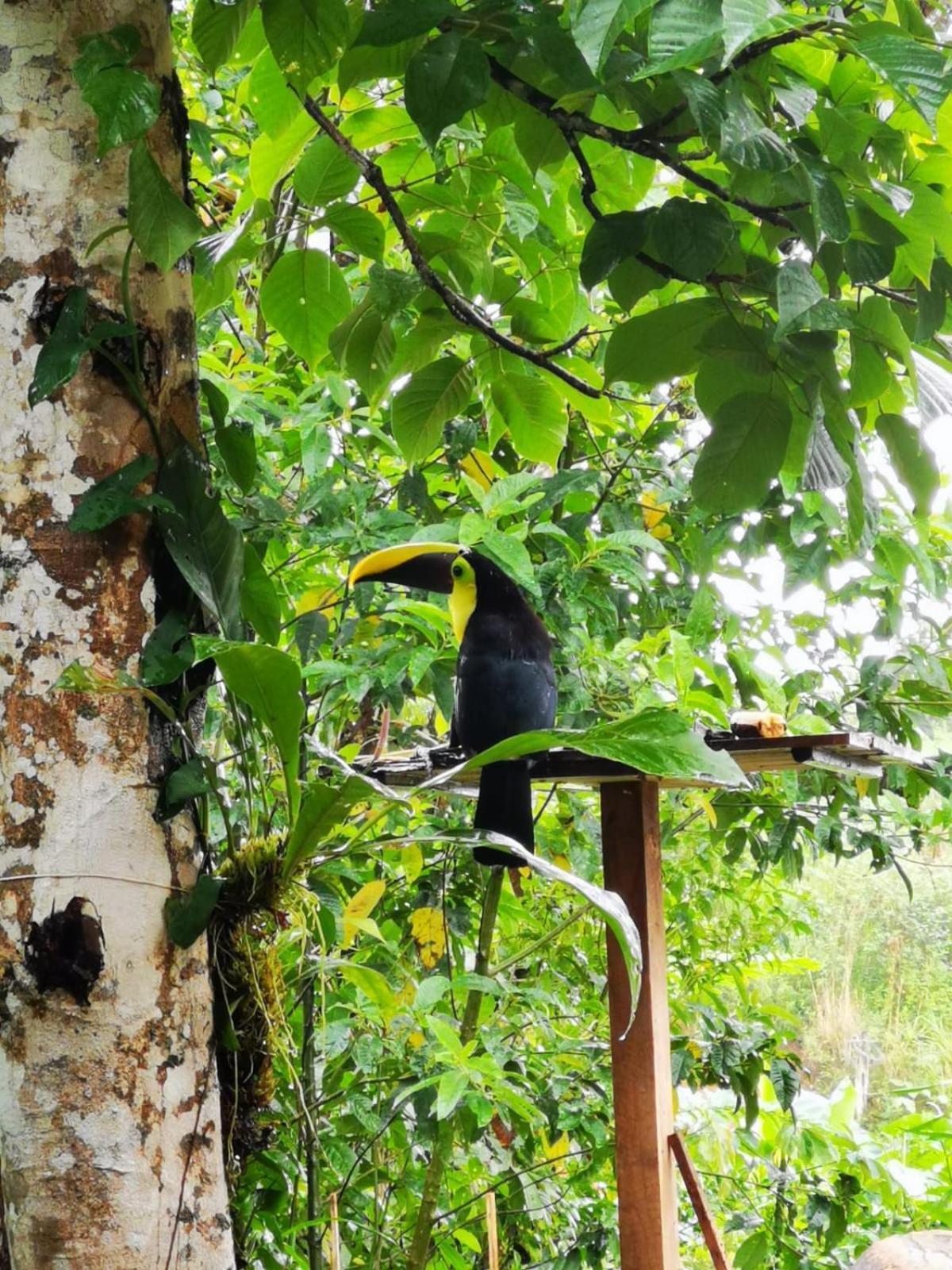 Papaya Сasa de vacaciones