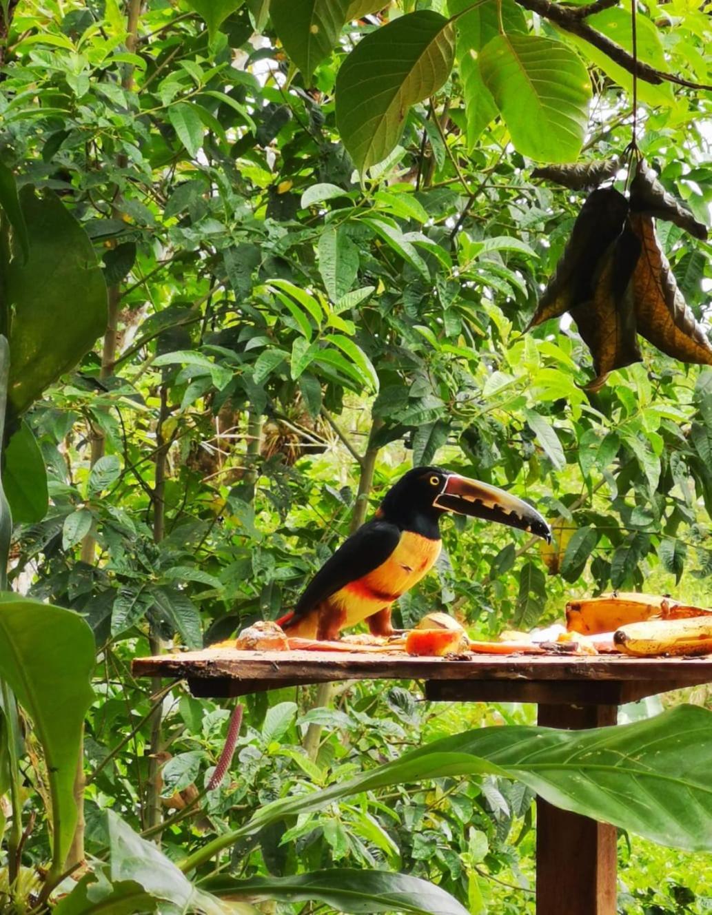 Сasa de vacaciones Papaya El Achiote